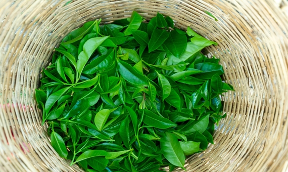 錫蘭紅茶園及製茶工廠