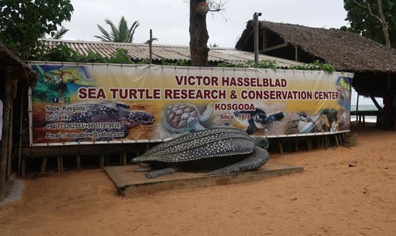 海龜保育中心Turtle Hatchery