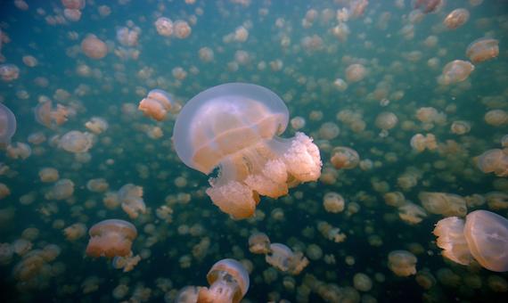 無毒水母湖