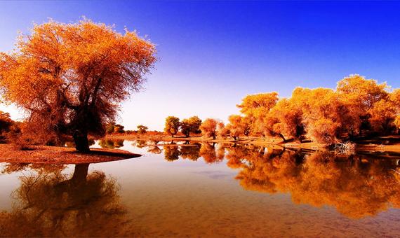 塔裡木胡楊林公園