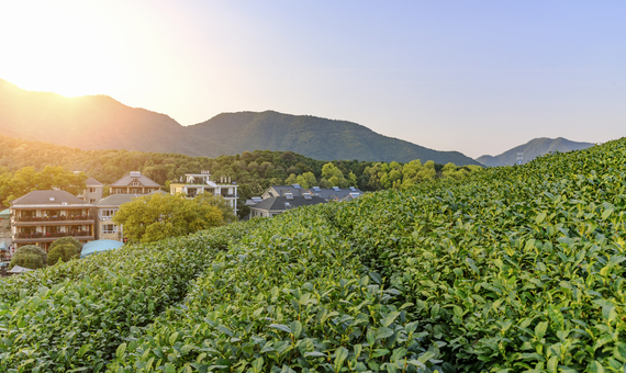 龍塢茶街＋畫外桐塢九街