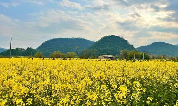 鮑家屯油菜花田