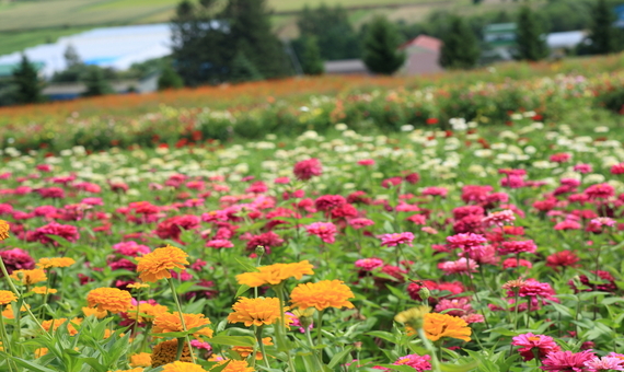 ✿富良野花園(FLOWERLAND，彩虹360度大空間）