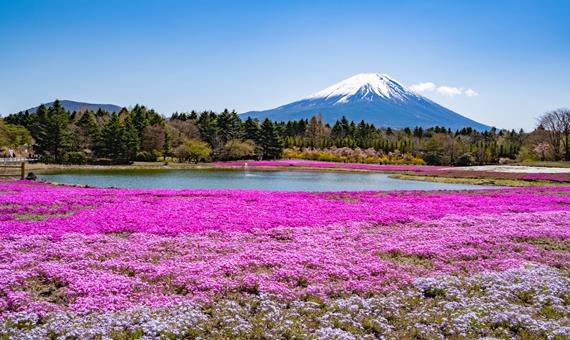 富士芝櫻祭