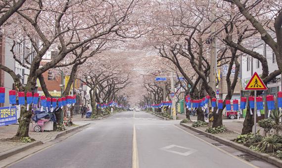 典農路櫻花隧道