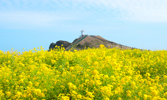 涉地可支(涉地岬) (賞花)