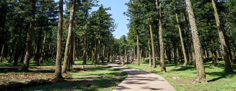 我行我素~素食旅遊 濟州5日|復古可口可樂咖啡.吉卜力童話村.三大夜市體驗 (含導遊領隊服務費/網卡)