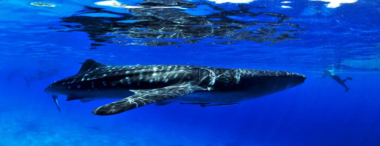 我行我素 素食旅遊 | 宿霧五日～雙跳島浮潛、薄荷島生態、海島風情話、歐斯陸鯨鯊 4星+5星飯店(含導遊領隊服務費/上網卡)